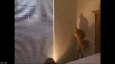 Zenci Porno / Hamile eşini masaj yapıp siken zenci adam