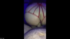 Türk Türkçe Porno / Yarrak aşeren sıla taşşak yalamam diyor